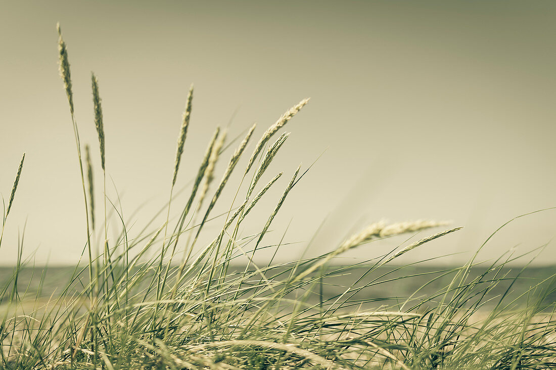 Gras auf den Dünen der Insel Föhr, Nordfriesland, Deutschland