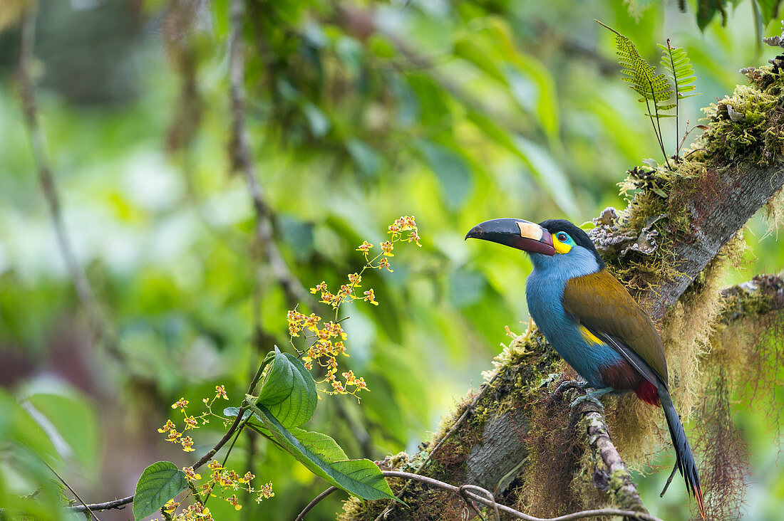 Plattenschnabel-Berg-Tukan (Andigena laminirostris), Bellavista-Nebelwaldreservat, Tandayapa-Tal, Anden, Ecuador