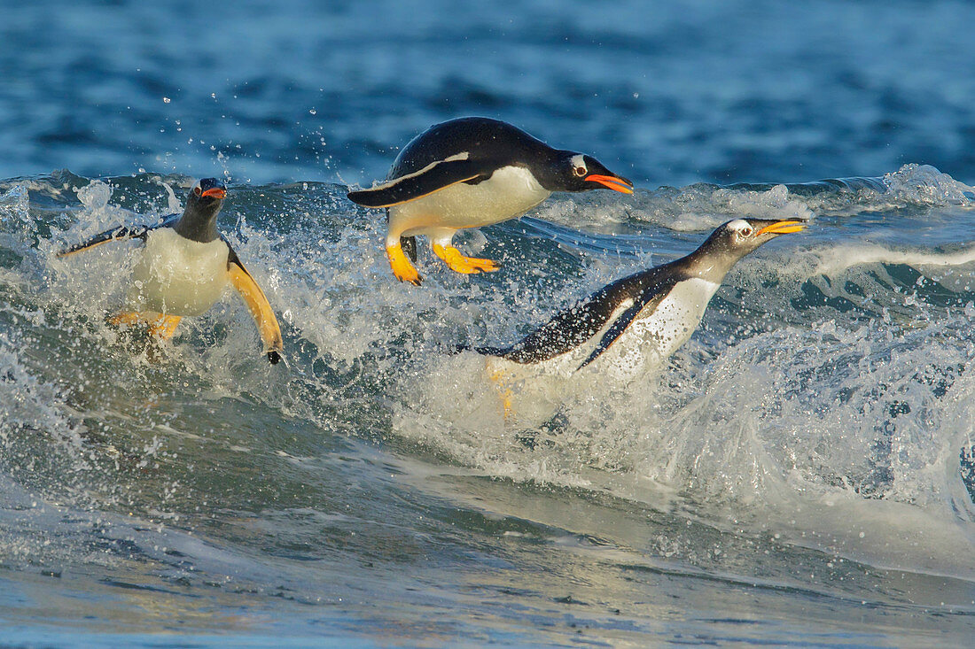 Gentoo Penguin (Pygoscelis papua) beim Surfen, Falklandinseln
