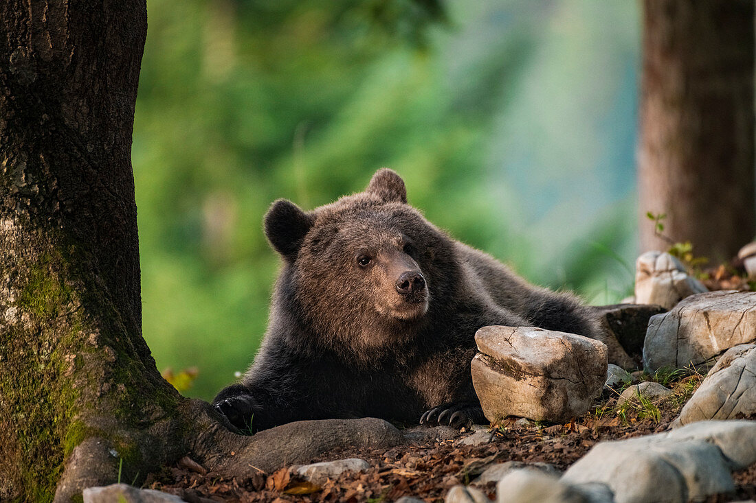 Slovenia, Notranjska, Markovec. Brown bear cub relaxes under trees in the forest.