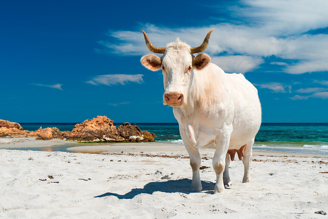 Kuh am Strand, Siniscola, Provinz Nuoro, Sardinien, Italien, Europa