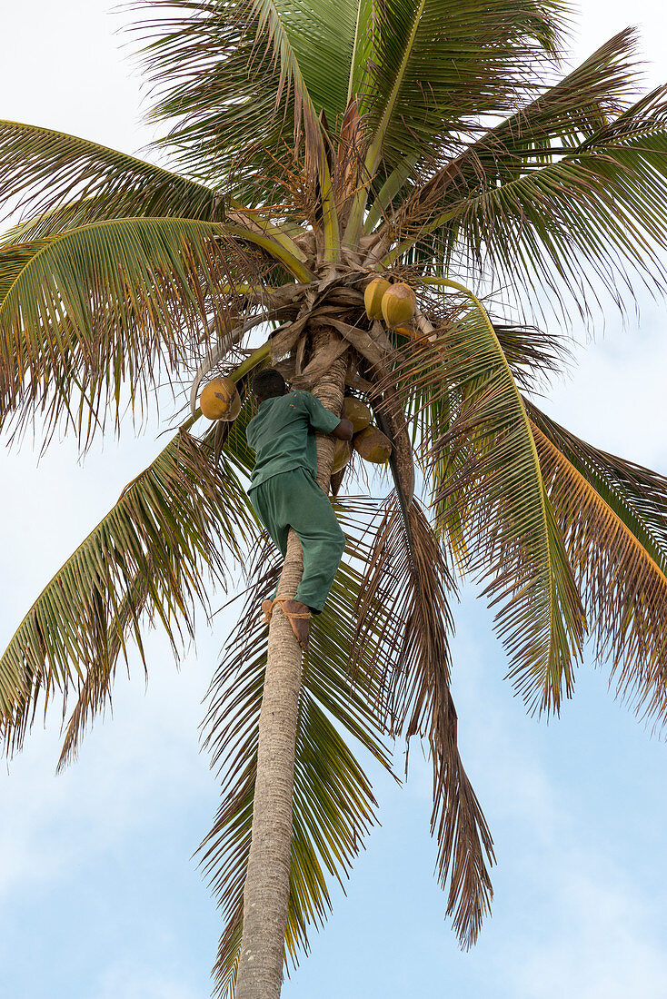 East Africa, Tanzania, Zanzibar, man climbs on a coconut palm to harvest the coconuts