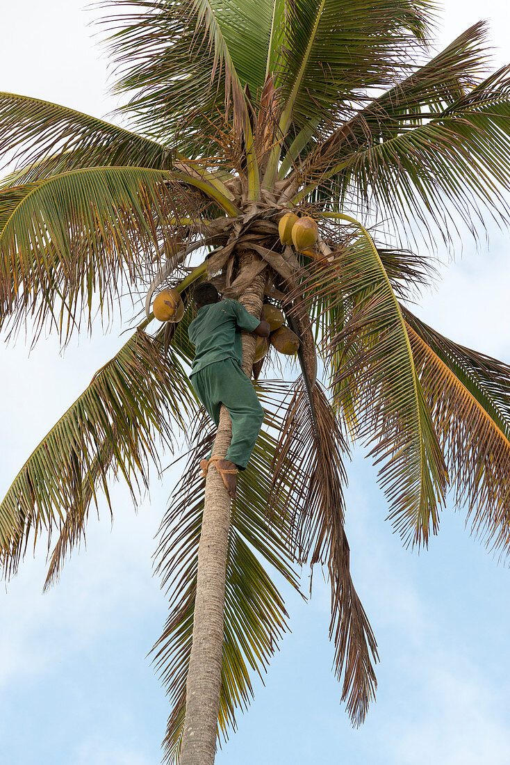 Ostafrika, Tansania, Sansibar, Mann klettert auf eine Kokospalme um Kokosnüsse zu ernten