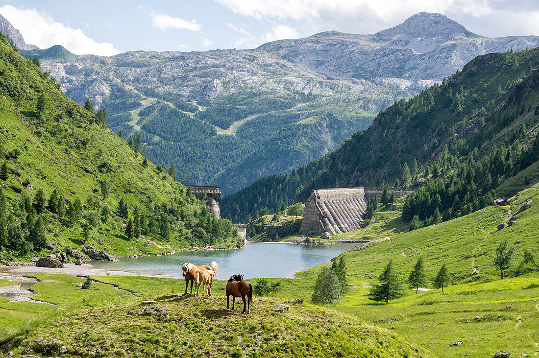 Pferde auf grünen Wiesen rund um die Talsperre Gleno mit dem Monte Ferrante im Hintergrund, Val di Scalve, Orobie Alps, Bergamo, Lombardei, Italien