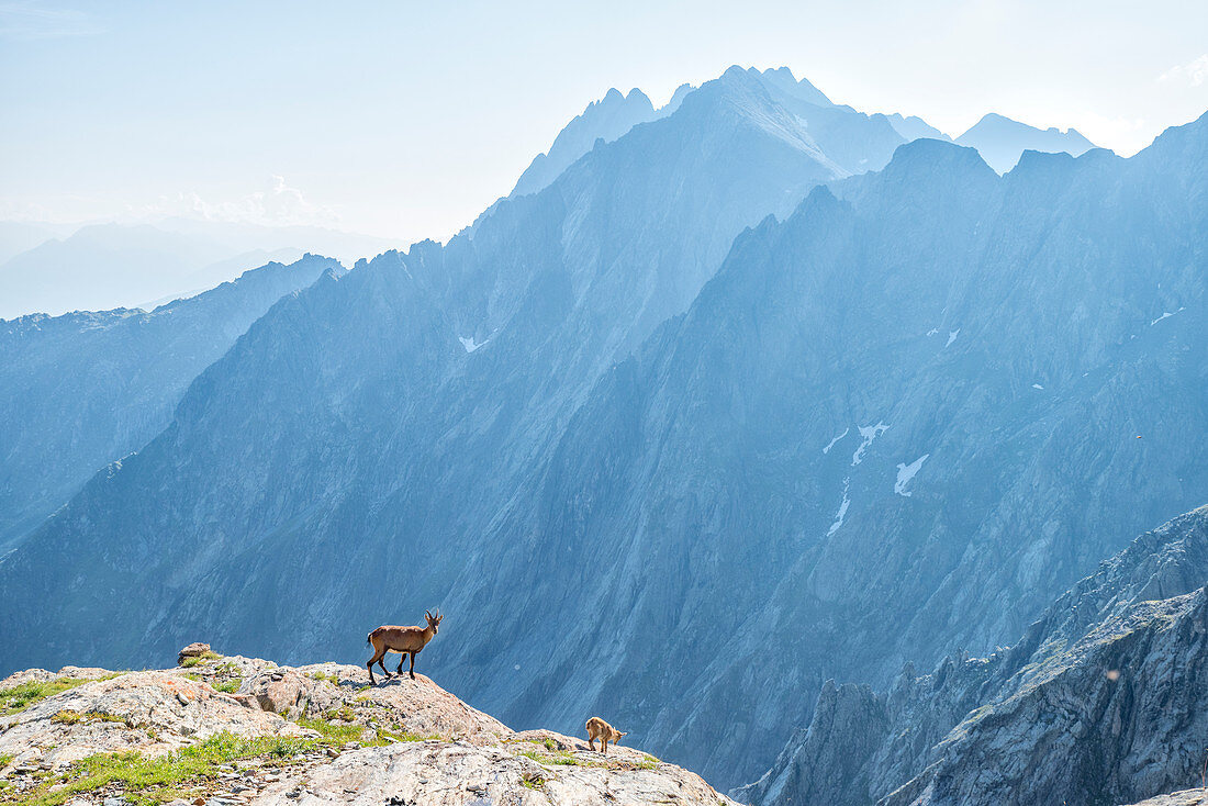 Alpine ibex on rocks, Stelvio National Park, Lombardy, Italy