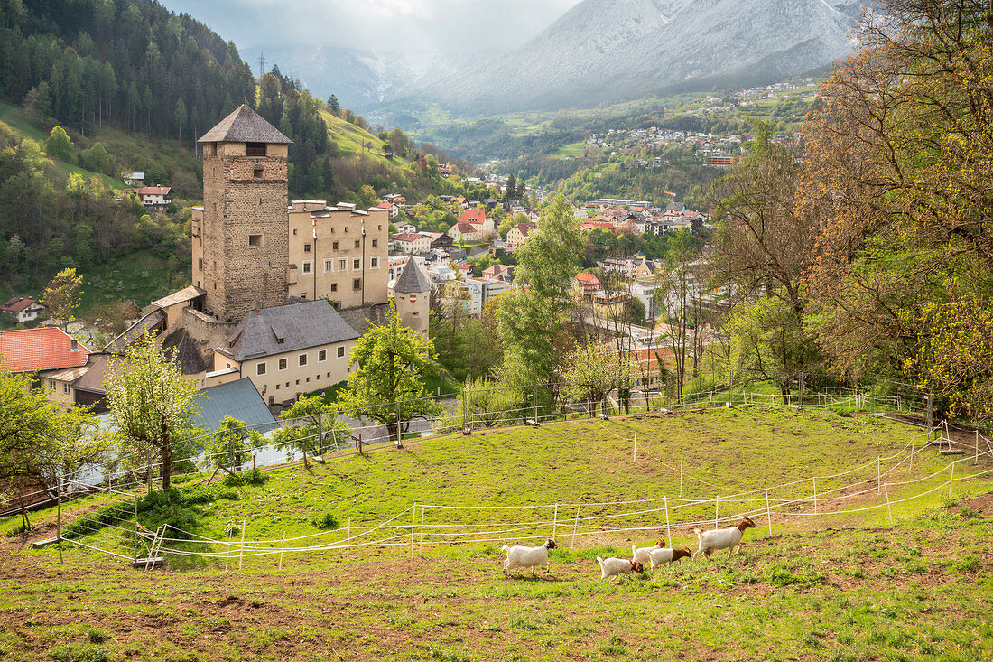 Die Ziegen von Schloss Landeck, Tirol, Österreich, Europa