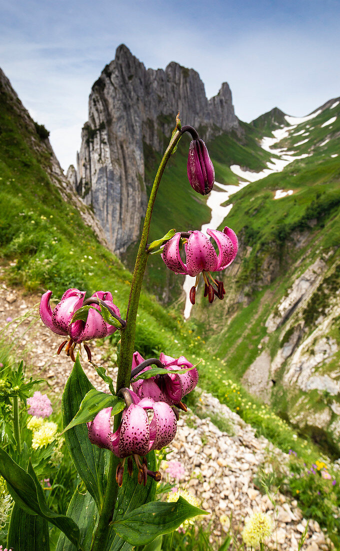 Close-up of Lilium Martagon with Chruzberg mountain in the background, Canton of Appenzell, Alpstein, Switzerland, Europe.