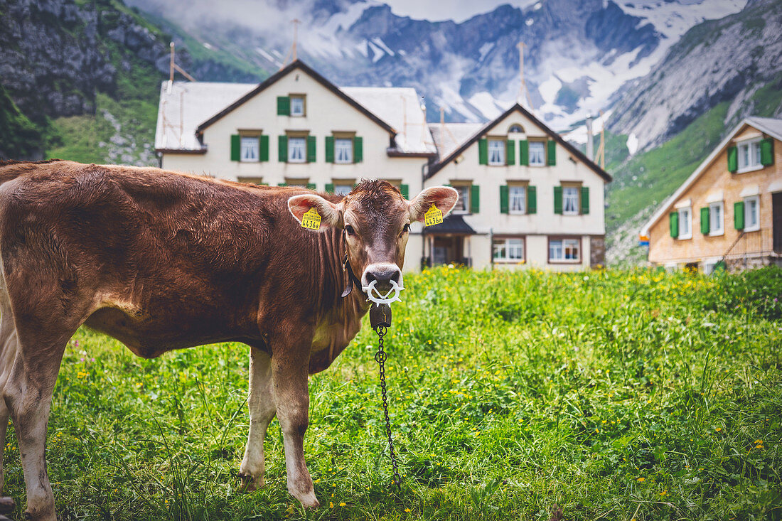 Weidende Kühe in der Nähe von Gebäuden der Meglisalp, Kanton Appenzell, Alpstein, Schweiz, Europa