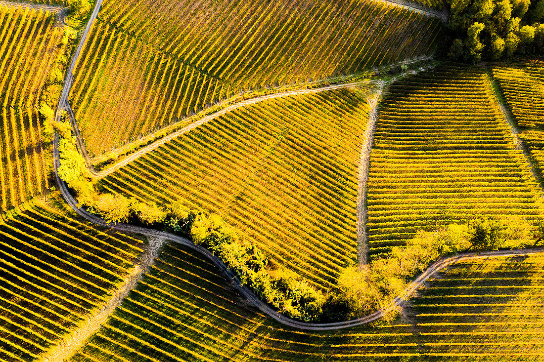 Aerial view of vineyard textures in autumn. Barolo wine region, Langhe, Piedmont, Italy, Europe.