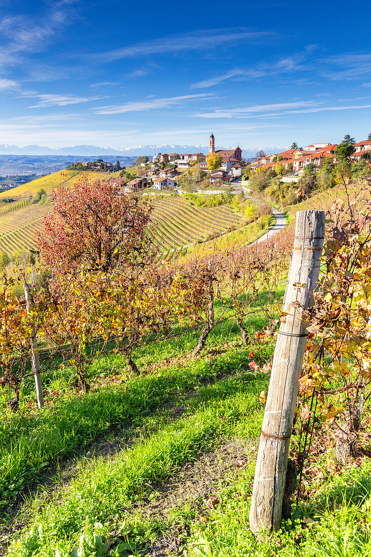 Dorf Treiso im Herbst, Region Barbaresco, Piemont, Italien, Europa.