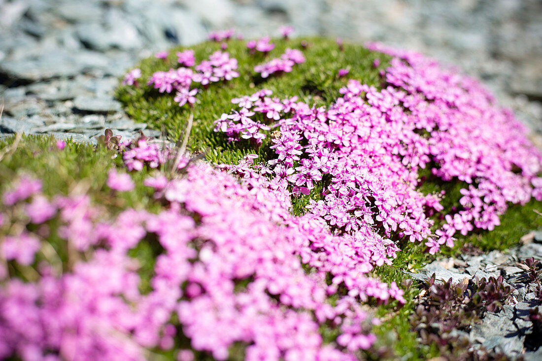Flowering of Silene Acaulis. Valmalenco, Valtellina, Sondrio province, Lombardy, Italy, Europe.