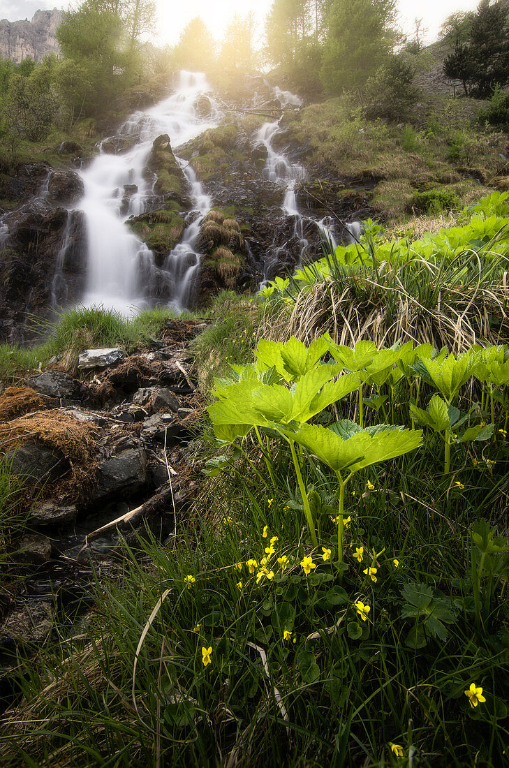 Wildgräser und gelbe Blumen in der Nähe der Stroppia Wasserfällen, Valle Maira, Acceglio, Piemont, Italien