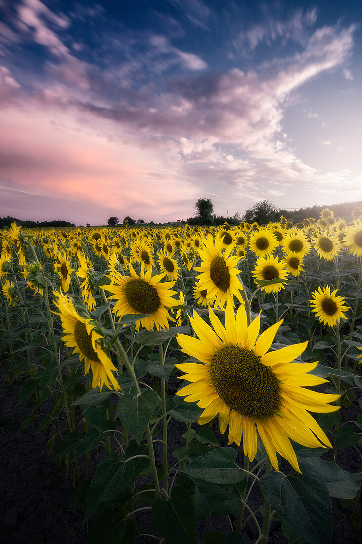 Sunflowers field during the sunset, Agliano Terme, Piedmont, Italy