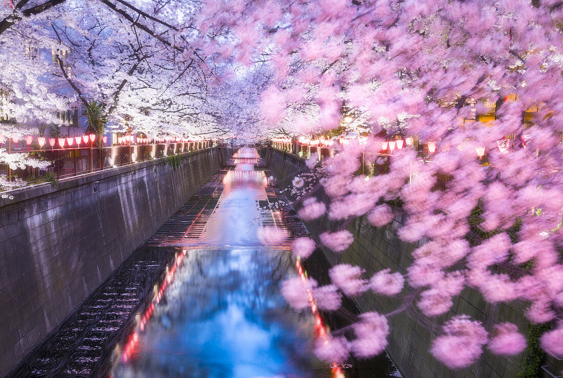 Blühende japanische Kirschbäume (Sakura) am Meguro-Fluss, Tokio, Japan