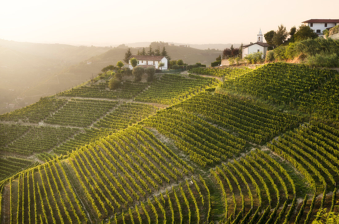 Weinberge in Langhe bei Sonnenuntergang auf dem Hügel von Santo Stefano Belbo, Piemont, Italien