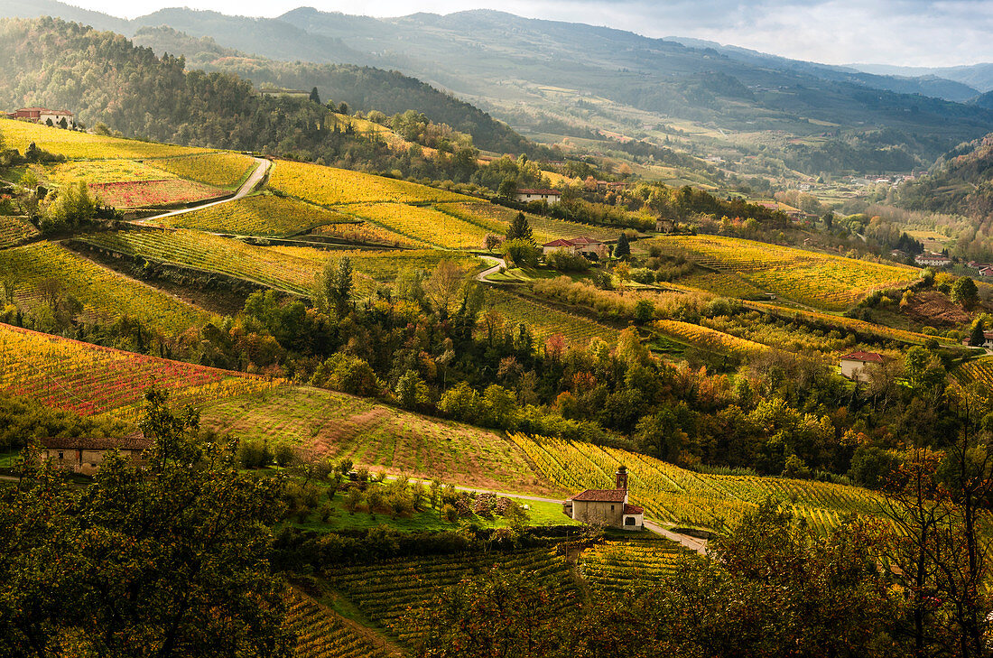 Yellow vineyads in Alta Langa, Cossano Belbo, Piedmont, Italy