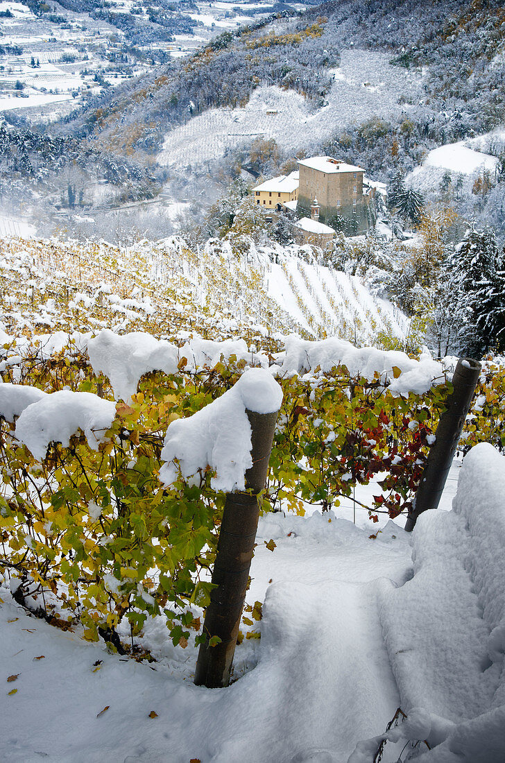 First snow on the yellow vineyards in Langhe, Borgomale, Piedmont, Italy