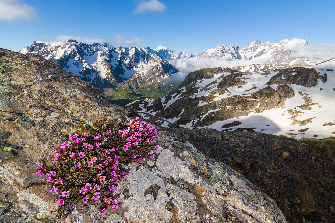 Blüte von Steinbrech (Saxifraga) auf den Felsen von Galibier mit Ecrins im Hintergrund, Galibier Pass, Briancon, Frankreich, Europa