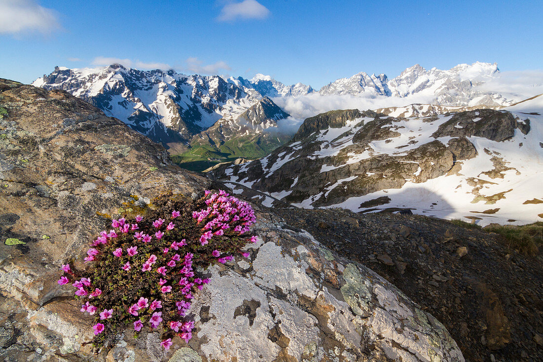 Flowering of Saxifraga on the rocks of Galibier with Ecrins in background. Galibier pass, Briancon, France, Europe