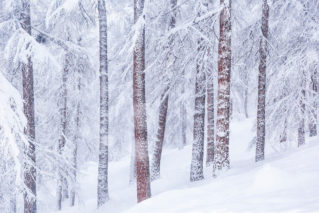 Alpine forest during a winter snowfall. Livigno, Sondrio district, Lombardy, Alps, Italy, Europe.