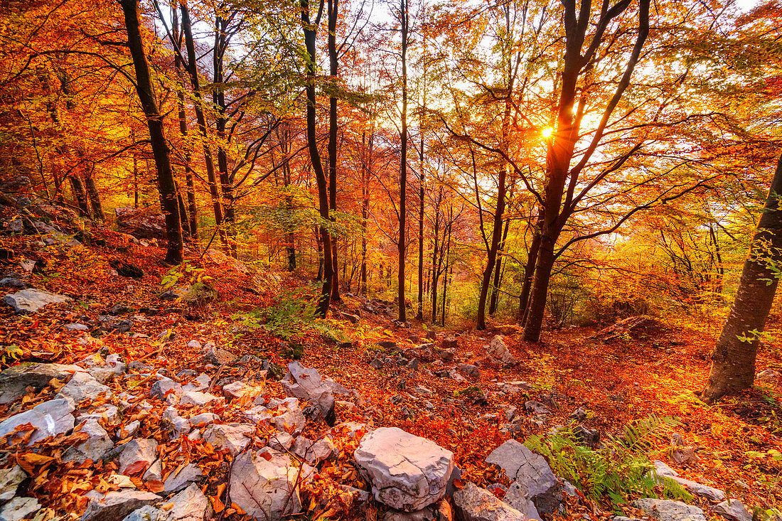 Wald im Herbstfarben bei Sonnenuntergang, Lecco, Valsassina, Lombardei, Italien