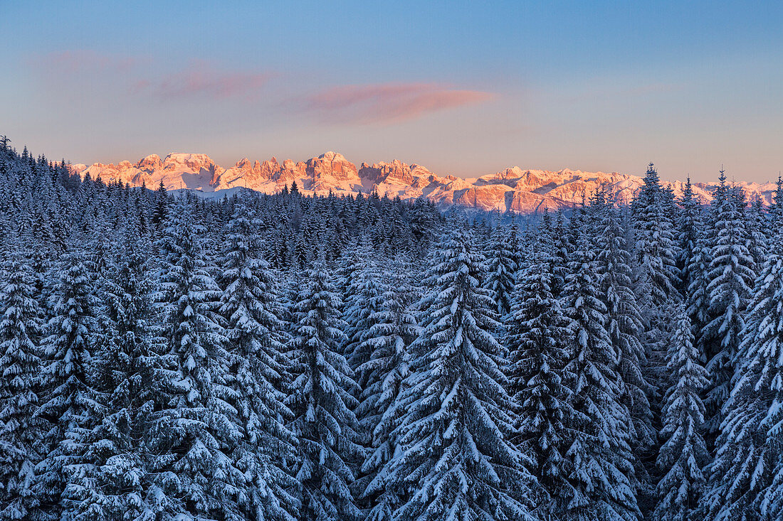 Winter landscape with snowcapped trees in foreground and Brenta mountains peaks in the background. Vezzena pass, Lavarone, Trento district; Dolomites;Trentino Alto Adige;Italy; Europe.