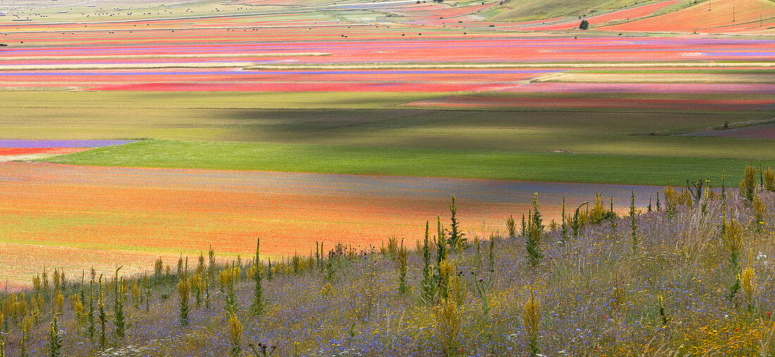 Flowering in Castelluccio plateau, Castelluccio di Norcia village, Monti Sibillini National Park, Perugia district, Umbria, Italy
