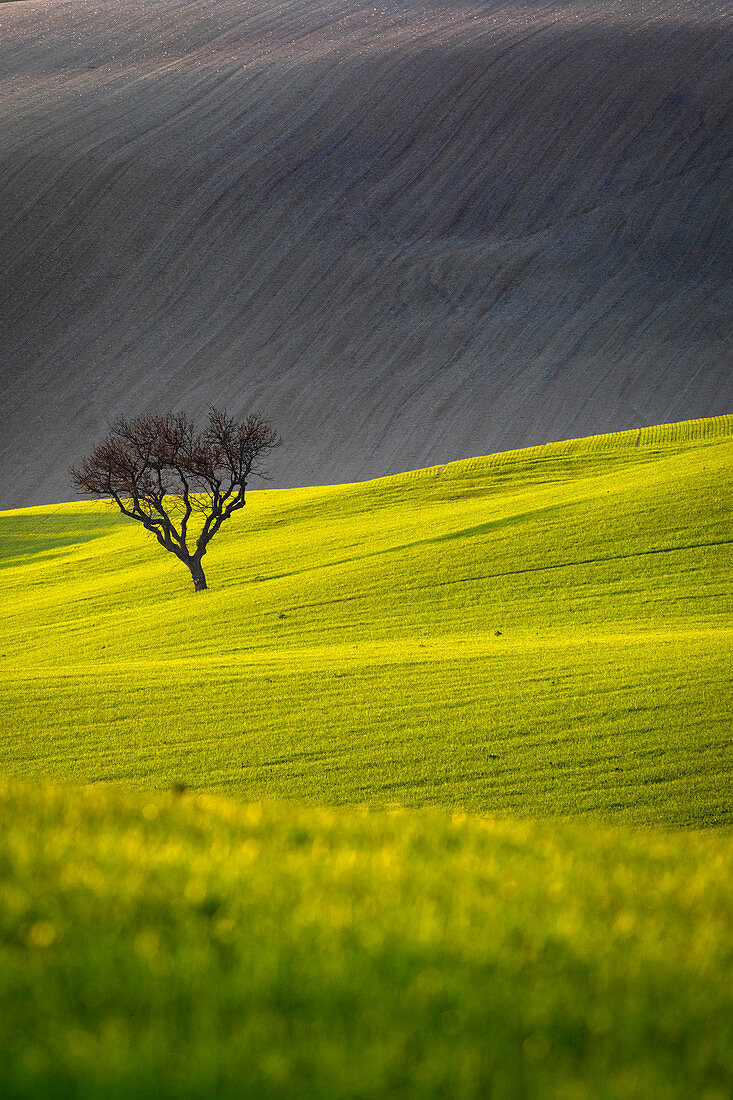 Marchigian's countryside, Morrovalle village, Macerata district, Marche, Italy
