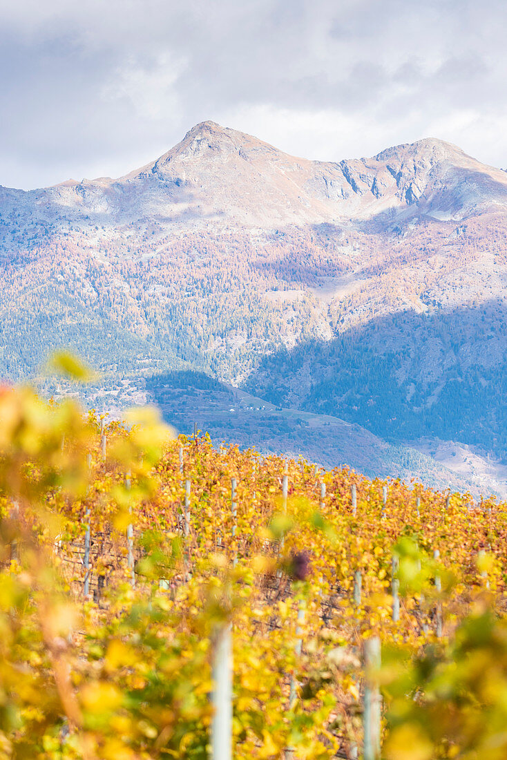 Becca di Viou und Mont Mary über den Weinbergen, Aymavilles, Aostatal, italienischen Alpen, Italien