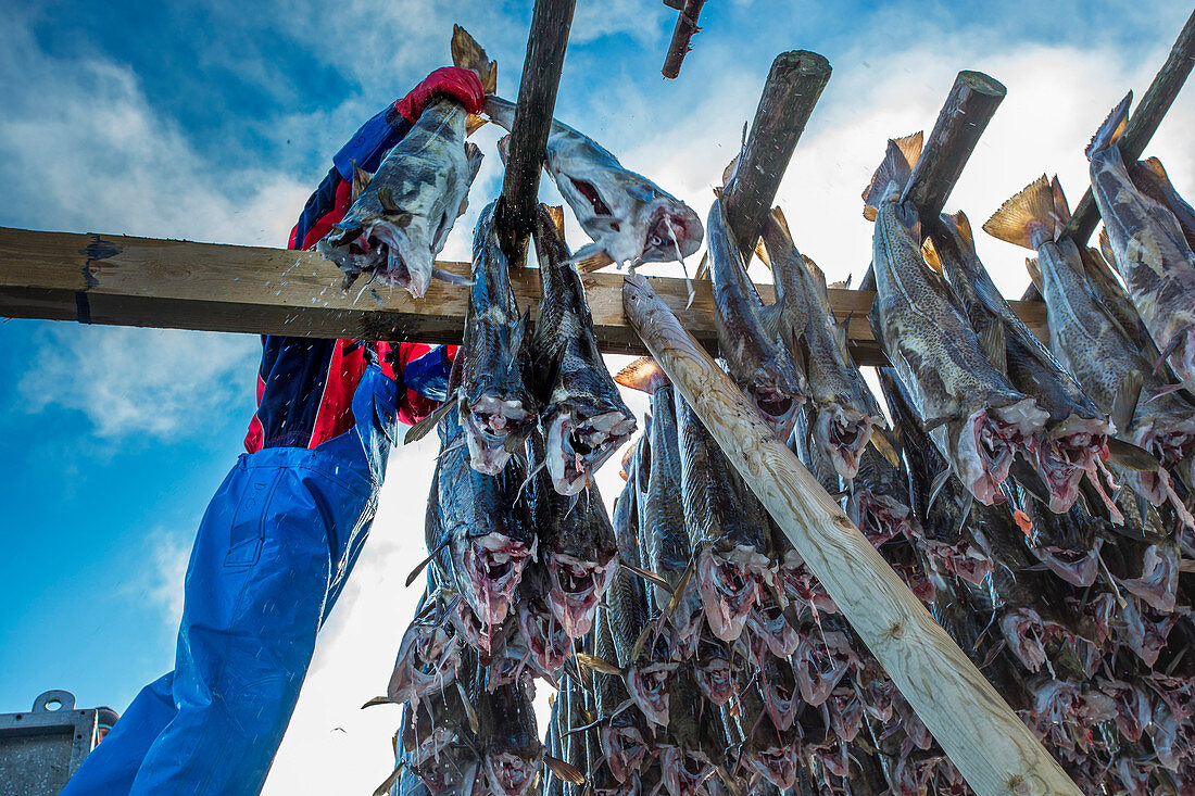 Fischer legen Kabeljau auf Gestell zum Trocknen, Lofoten, Norwegen