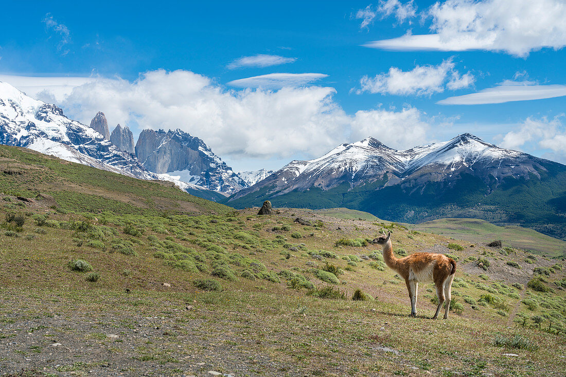 Guanaco and Paine Towers in summer. Torres del Paine National Park, Ultima Esperanza province, Magallanes region, Chile.