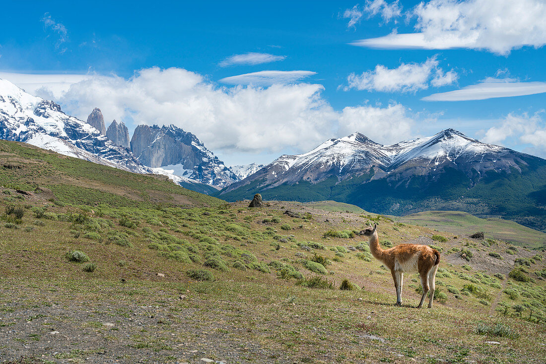 Guanaco und Torres del Paine im Sommer, Nationalpark Torres del Paine, Provinz Ultima Esperanza, Region Magallanes, Chile