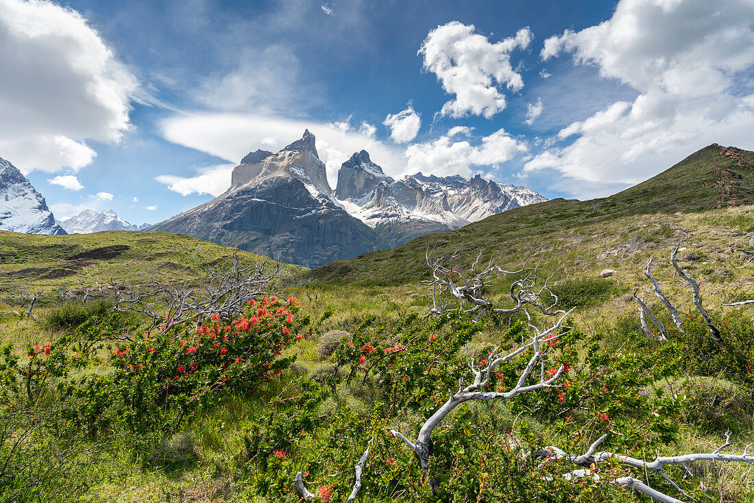 Paine Horns, with Notro flowers in the foreground, in late spring. Torres del Paine National Park, Ultima Esperanza province, Magallanes region, Chile.