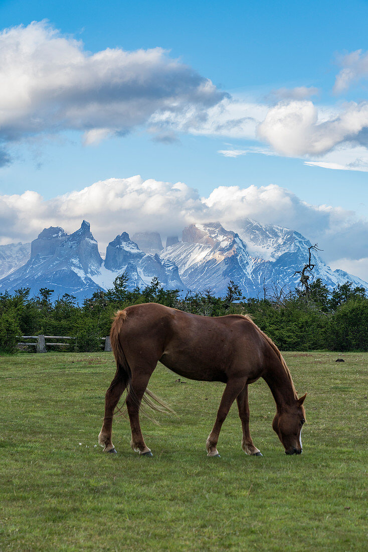 Horse grazing, with Paine Horns and Cerro Paine in the background. Torres del Paine National Park, Ultima Esperanza province, Magallanes region, Chile.