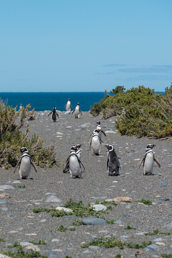 Magellan-Pinguine aus dem Südatlantik im Reserva Provincial Cabo Vírgenes, Rio Gallegos, Santa Cruz, Argentinien