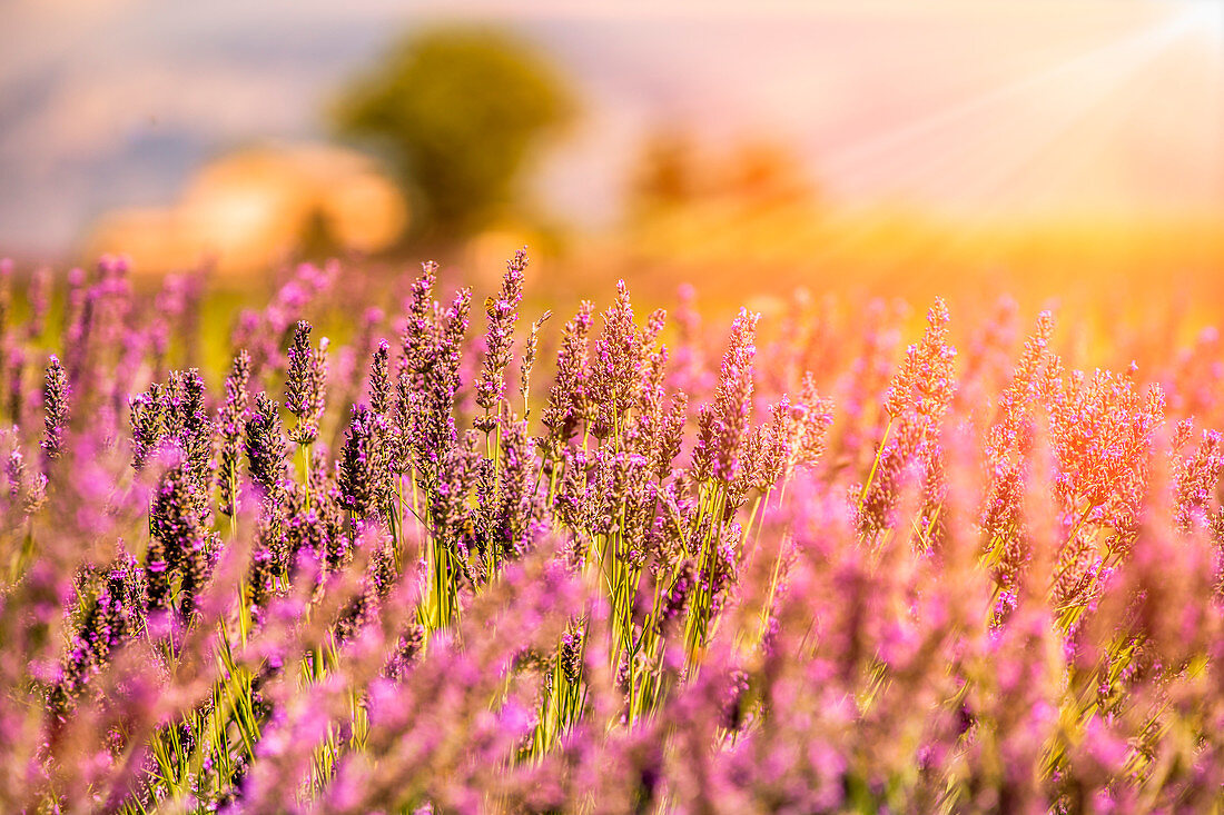 Lavender flower in Provence, France