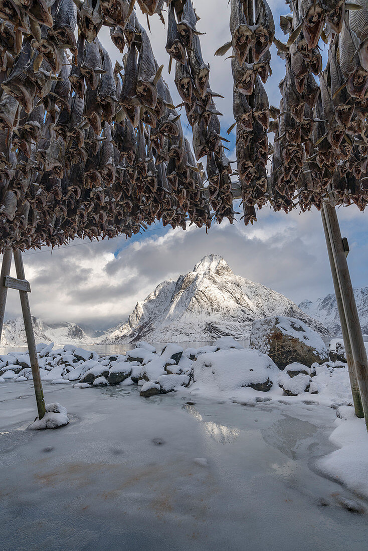 Traditional Norwegian codfish hanging drying in winter, with Olstinden peak in the background. Reine, Nordland county, Northern Norway region, Norway.