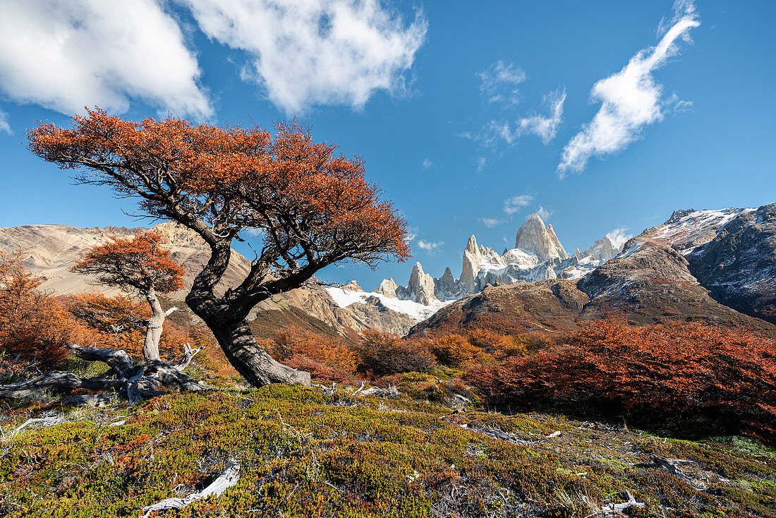 Tree and autumn scenery with Fitz Roy range in the background. El Chalten, Santa Cruz province, Argentina.