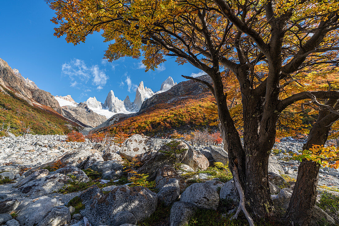 Autumn scenery along the trail to Laguna Sucia, with Fitz Roy in the background. El Chalten, Santa Cruz province, Argentina.