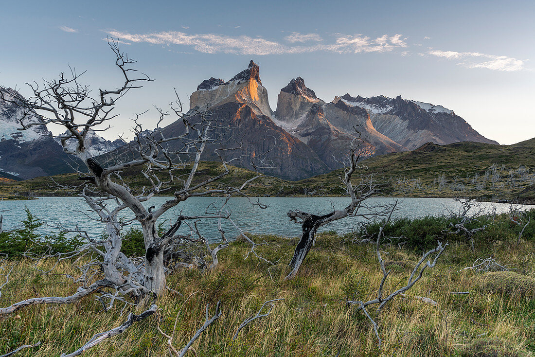 Dead trees with Lake Nordenskjold and Paine Horns in the background in autumn at dawn. Torres del Paine National Park, Ultima Esperanza province, Chile.