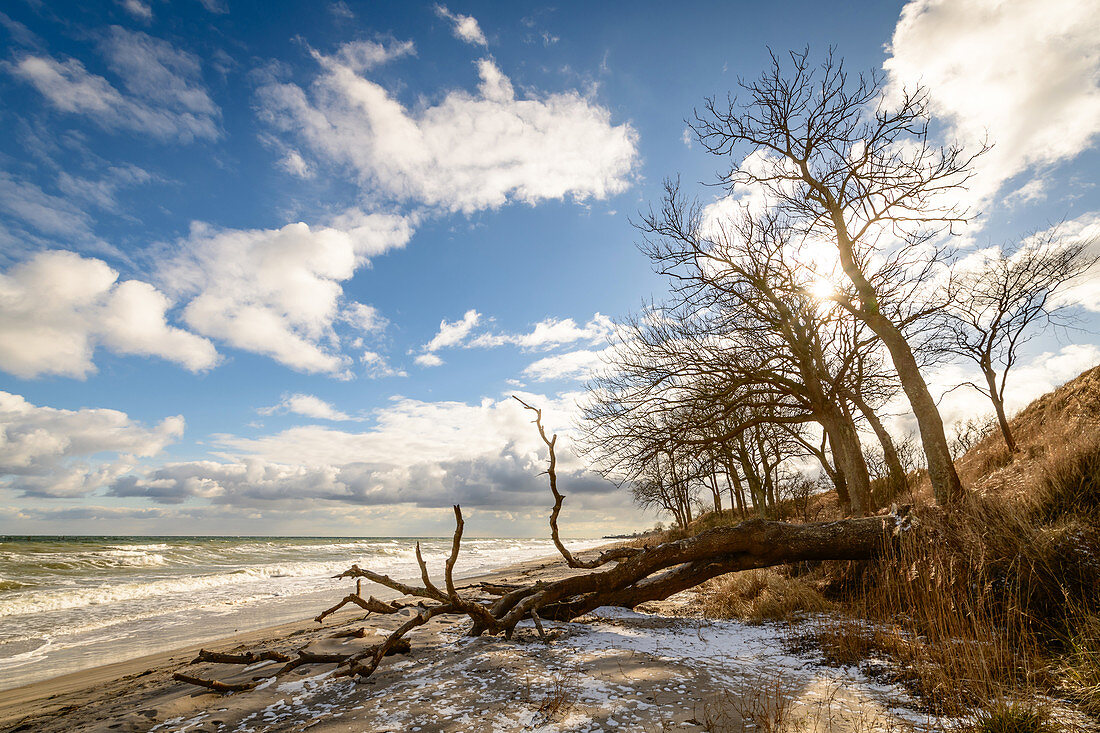 Uprooted tree on the beach, steep coast, Baltic Sea, Ostermade, Ostholstein, Schleswig-Holstein, Germany