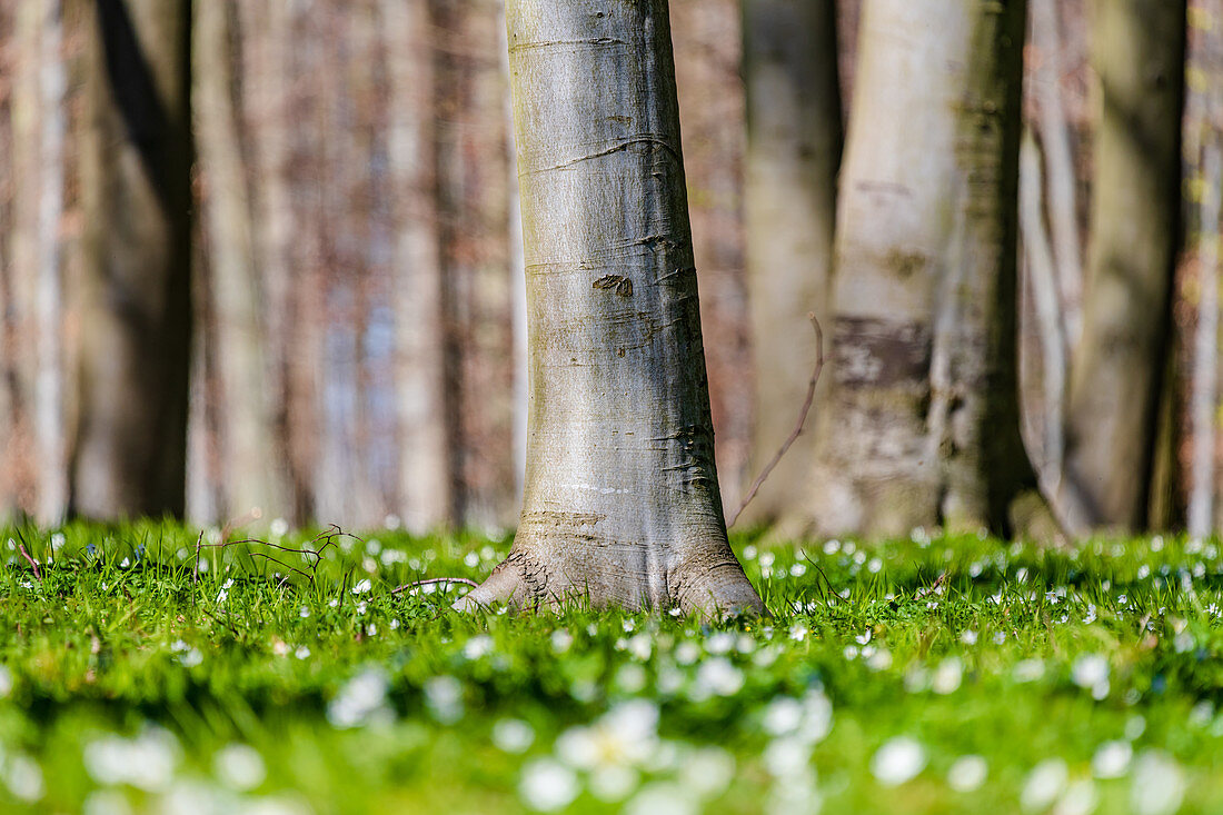 Waldstimmung mit Buschwindröschen im Frühling, Schleswig-Holstein, Deutschland