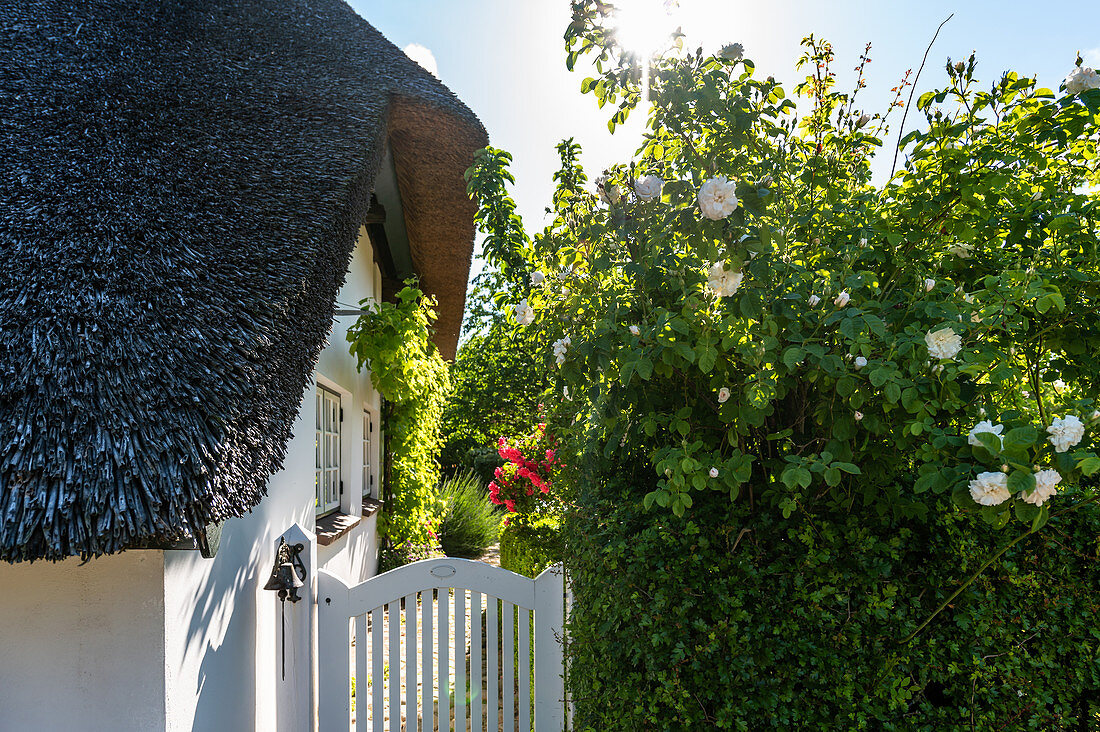 Thatched roof in Siggeneben, Ostholstein, Schleswig-Holstein, Germany