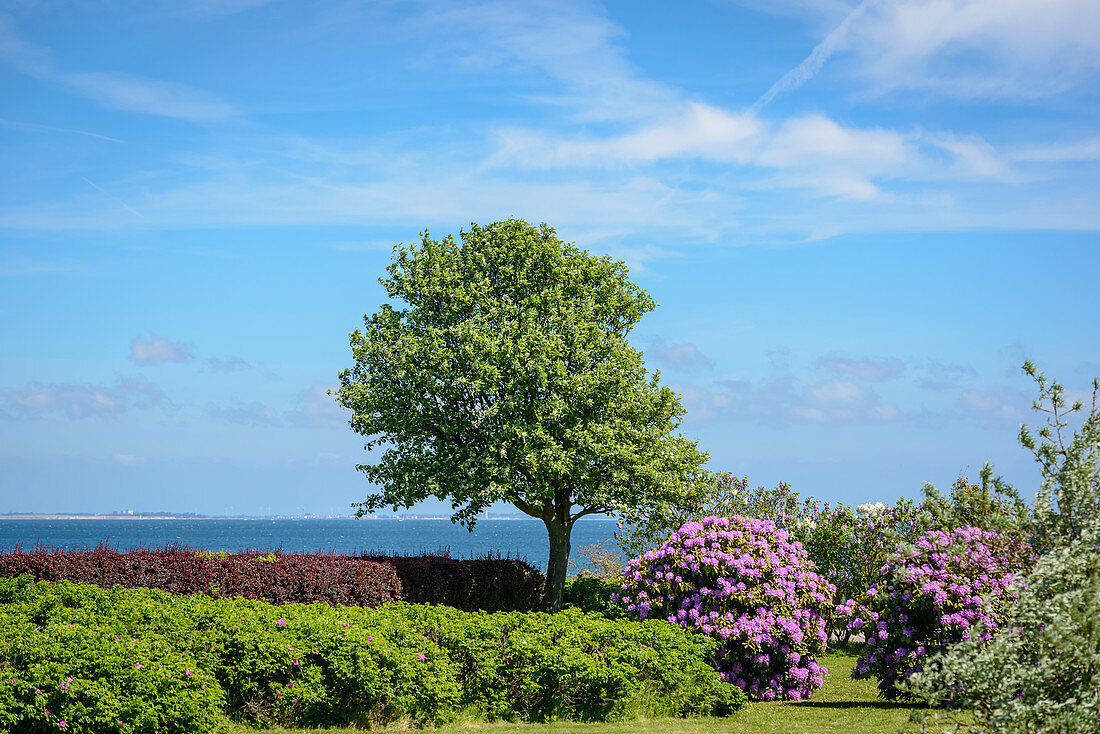 Baum und Rhododendron mit Blick auf die Ostsee, Kraksdorf, Ostholstein, Schleswig-Holstein, Deutschland 