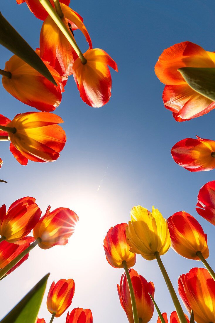 Untersicht von einem Feld mit roten und gelben Tulpen (Gemeinde Hillegom, Südholland, Niederlande)