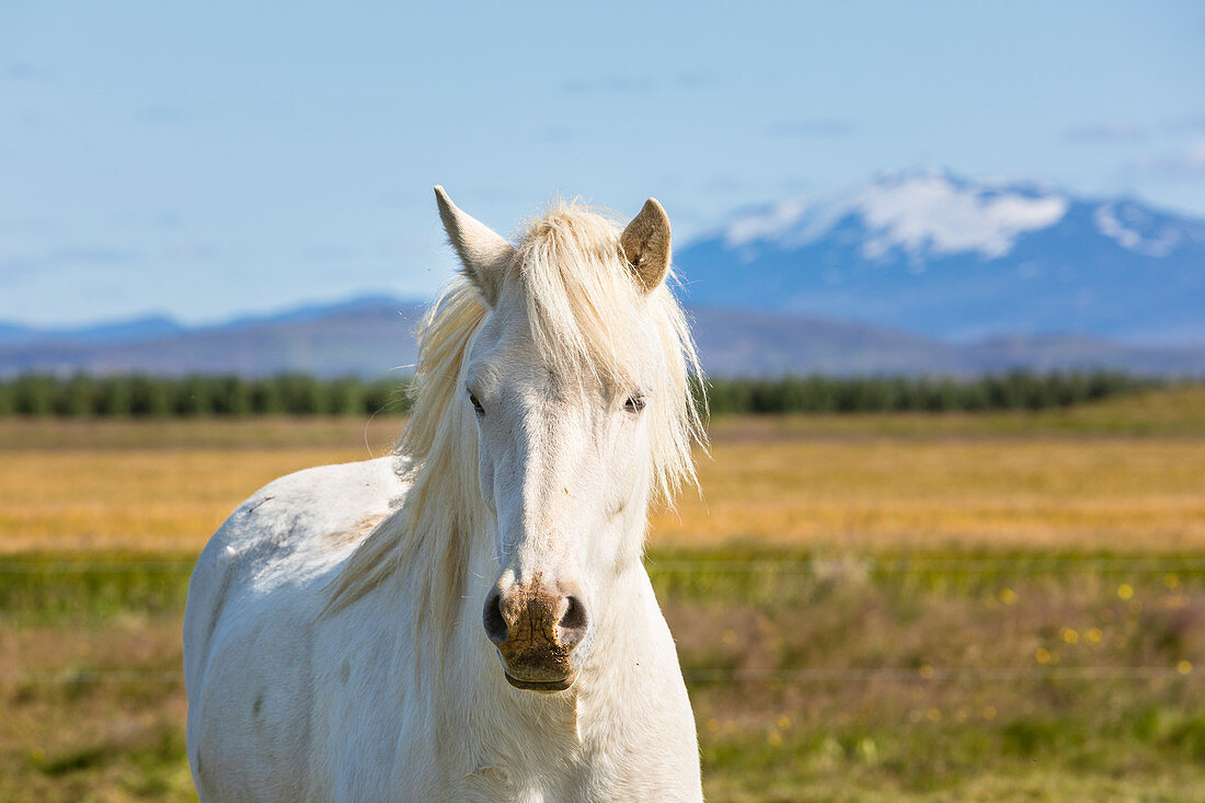 Icelandic horse portrait (Southern Region, Iceland, Europe)