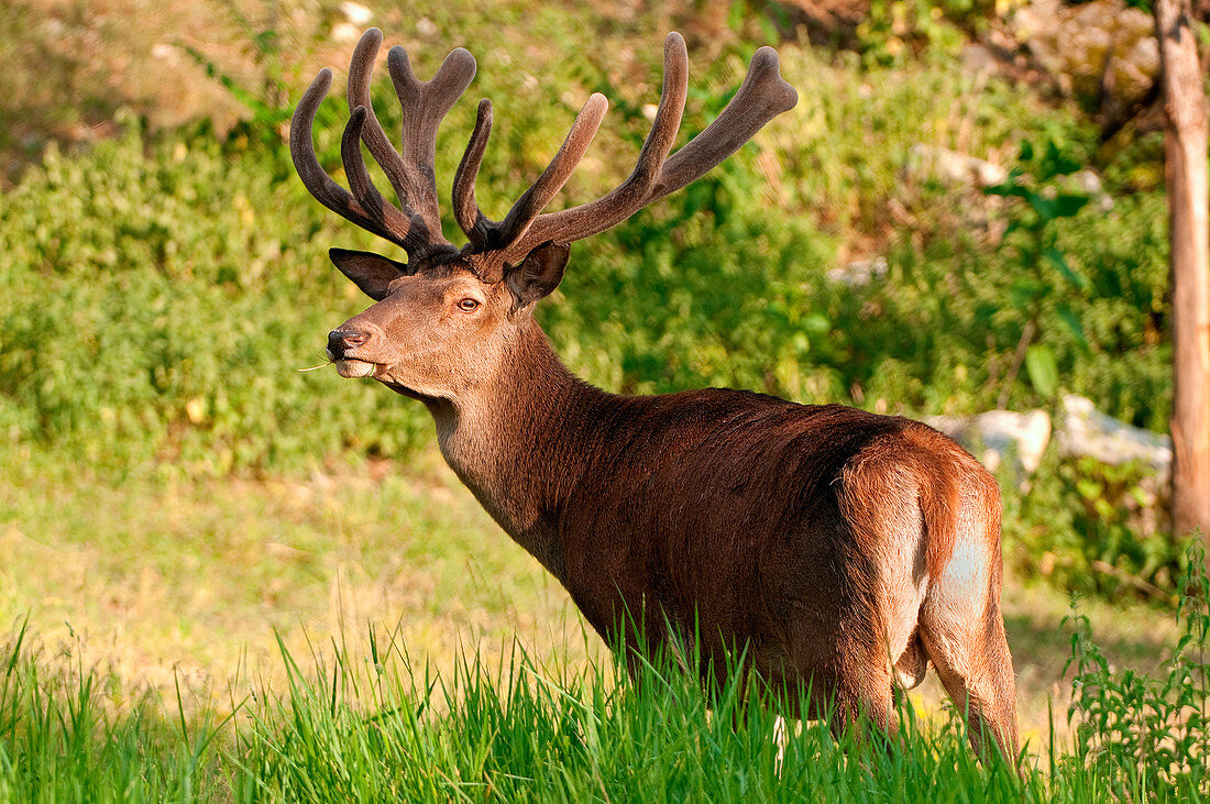 Red deer,Trentino Alto-Adige, Italy.