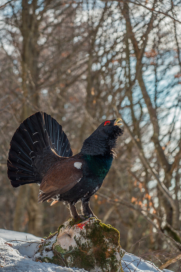 Display of the western capercaillie, Trentino Alto-Adige, Italy