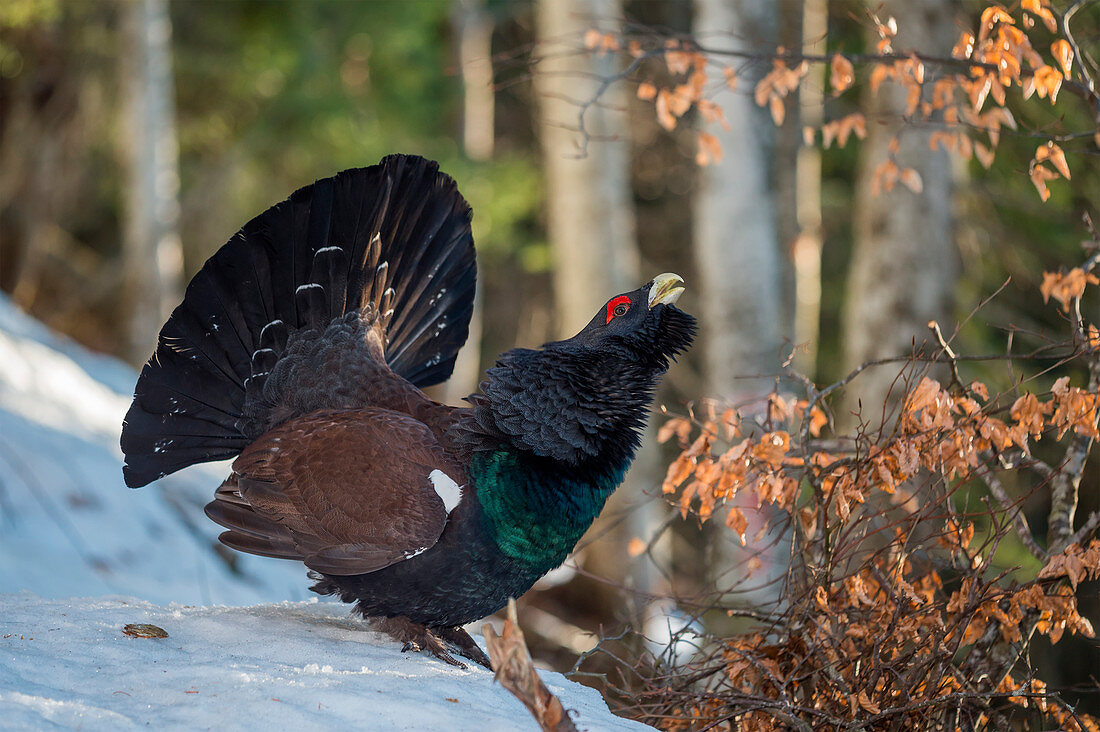 Parade of the western capercaillie on the snow, Trentino Alto-Adige, Italy