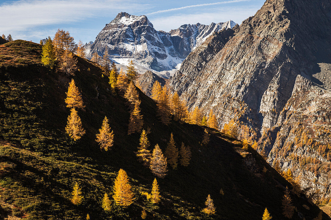 Herbstliche Bäume im Umriss des Berges und des Cervandone im Hintergrund, Naturpark Alpe Veglia und Alpe Devero, Baceno, Verbano Cusio Ossola, Piedimont, Italien, Europa